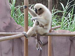 �z�m����������