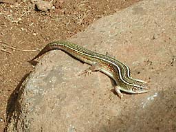 �z�m����������