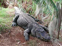 �z�m����������