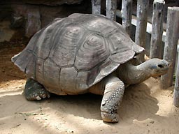 ��쓮����