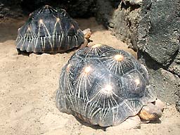 ��쓮����